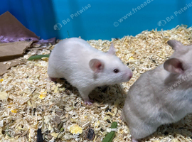 Syrian Hamster Baby females
