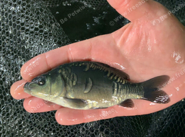 English Mirror Carp - Naturally Raised - 3-4" Size