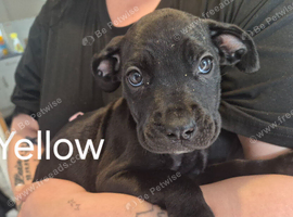 Cane corso cross presa canerio