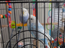 Budgies