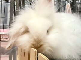 Double Maned Lionheads READY NOW
