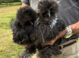 Bearded Silkie cockerel and hen