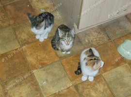 Kittens