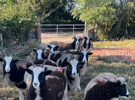 Jacob ewe lambs
