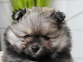 KC Registered Pedigree Pomeranian Boys &ndash; Tiny Teddy Bear Type