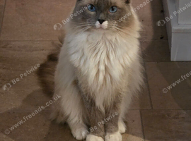 Blue point mitted male Ragdoll