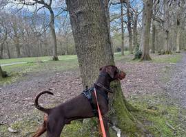 Male Dobermann for Stud