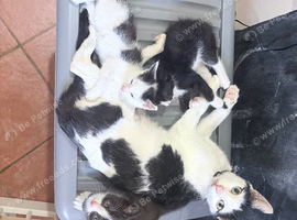 3 beautiful kittens