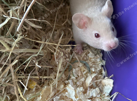 Syrian Hamster Baby Boys - Reserve Now