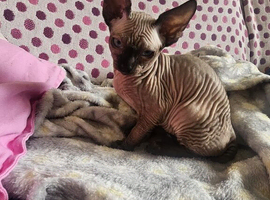 Ready for new home male