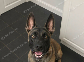 Belgian malinois x Boerboel