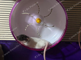Beautiful baby rats 3 girls and 6 boys available