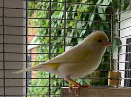 Canary and cage