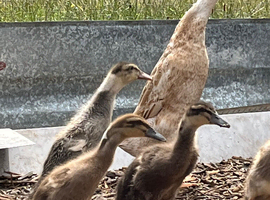 Indian Runner Ducklings