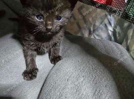 Black kittens