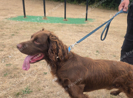 Cocker spaniel
