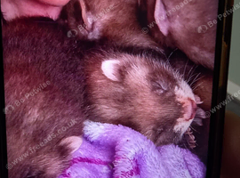 Polecat kits for sale