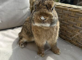 Lovely 1 year old Netherland dwarf,