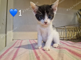 Gorgeous kittens ready for forever homes