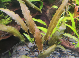 Aquarium plants