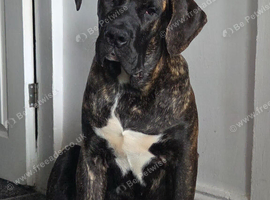 Presa canario