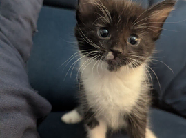 Cute kittens