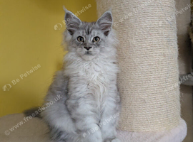TICA Registered Maine Coon Kittens