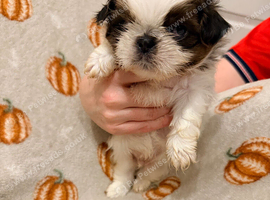 Three beautiful puppies