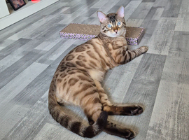 Stud bengal
