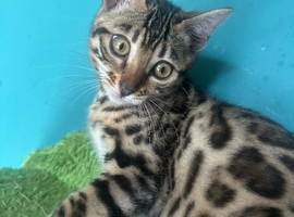 TICA reg Bengal kittens ready now for new homes