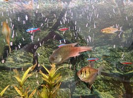 Aqua One 230 aquarium & Fish