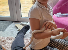 2 corn snakes with full set up.