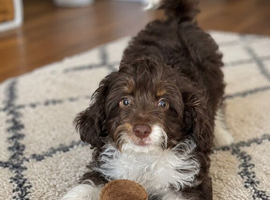 Rehoming 12 week old puppy