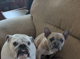 French bulldog