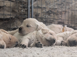 Adventure-Ready Golden Retriever Puppies