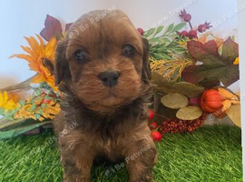 Toy cavapoo puppies