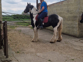 BOMBPROOF 15.1hh 17 years young cob