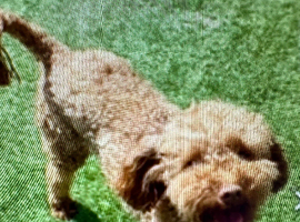 Red toy poodle boy