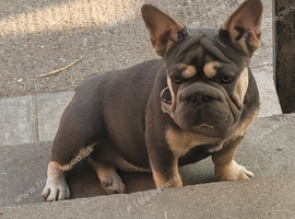 Female Big Rope French Bulldog