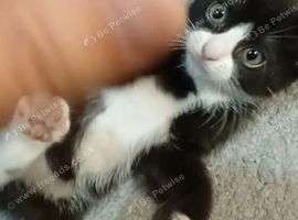 Kitten 9 week old boy