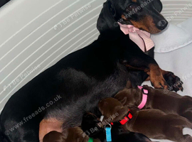 Stunning Litter of Miniature Dachshund Puppies (Isabella Carriers)