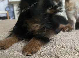 Lovely Yorkie x