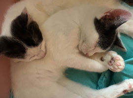 2 male kittens 10 weeks old - ready to be picked up