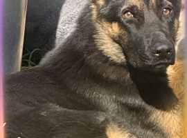 German Shepard