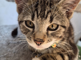 Male Tabby Kitten