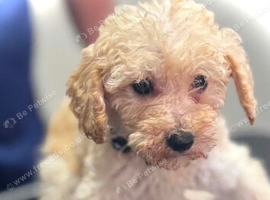 Miniature poodles 4 girls 1 boy