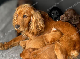Beautiful working type Cocker spaniel puppy&rsquo;s