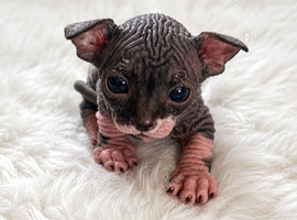 Beautiful wrinkle sphynx kittens