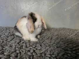 Stunning pure bred minilop babies