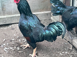 Indian game cockerel